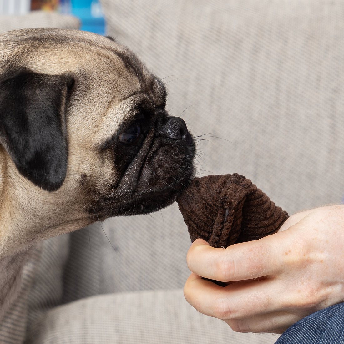 Dogs’ Sense of Smell Defines Their World