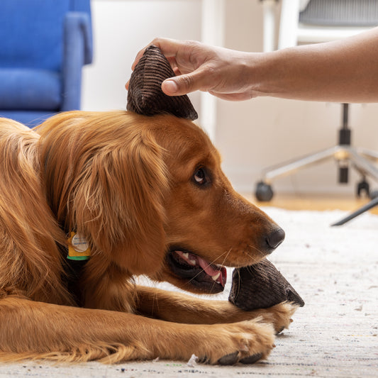 Behind Enrichment for Dogs